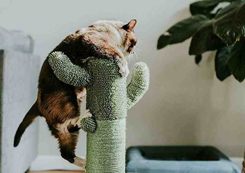 登る猫