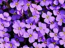花、紫