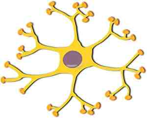 神経細胞、ニューロン